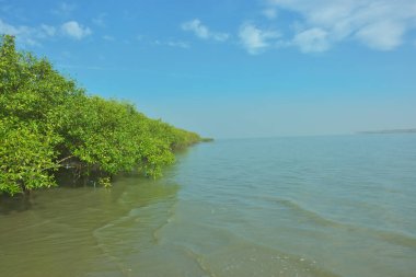 Bangladeş 'in Cox' s Bazar kentindeki Bakkhali Nehri 'nin sınırındaki yemyeşil bir mangrov ağacının yan bakış açısı. Yoğun yeşil tepe örtüsü, açık ve güneşli bir gökyüzünün altındaki yüksek gelgit sırasında hareket eden nehir suyunun üzerine uzanır..