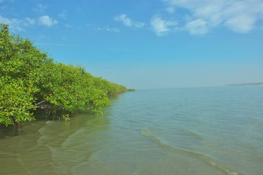 Bangladeş 'in Cox' s Bazar kentindeki Bakkhali Nehri 'nin sınırındaki yemyeşil bir mangrov ağacının yan bakış açısı. Yoğun yeşil tepe örtüsü, açık ve güneşli bir gökyüzünün altındaki yüksek gelgit sırasında hareket eden nehir suyunun üzerine uzanır..