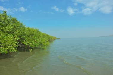 Bangladeş 'in Cox' s Bazar kentindeki Bakkhali Nehri 'nin sınırındaki yemyeşil bir mangrov ağacının yan bakış açısı. Yoğun yeşil tepe örtüsü, açık ve güneşli bir gökyüzünün altındaki yüksek gelgit sırasında hareket eden nehir suyunun üzerine uzanır..