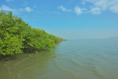 Bangladeş 'in Cox' s Bazar kentindeki Bakkhali Nehri 'nin sınırındaki yemyeşil bir mangrov ağacının yan bakış açısı. Yoğun yeşil tepe örtüsü, açık ve güneşli bir gökyüzünün altındaki yüksek gelgit sırasında hareket eden nehir suyunun üzerine uzanır..