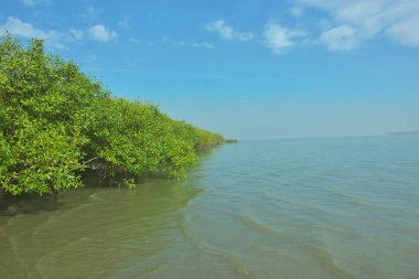Bangladeş 'in Cox' s Bazar kentindeki Bakkhali Nehri 'nin sınırındaki yemyeşil bir mangrov ağacının yan bakış açısı. Yoğun yeşil tepe örtüsü, açık ve güneşli bir gökyüzünün altındaki yüksek gelgit sırasında hareket eden nehir suyunun üzerine uzanır..