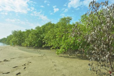 Mangrove Ormanı, Bakkhali Nehri boyunca Cox 's Bazar, Bangladeş' te gelgitte. Görüntü, parlak mavi gökyüzünün altında yoğun yeşil tuza dayanıklı ağaçlara doğru giden çıplak kumlu nehir kıyılarını gösteriyor..