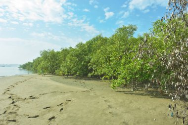 Mangrove Ormanı, Bakkhali Nehri boyunca Cox 's Bazar, Bangladeş' te gelgitte. Görüntü, parlak mavi gökyüzünün altında yoğun yeşil tuza dayanıklı ağaçlara doğru giden çıplak kumlu nehir kıyılarını gösteriyor..