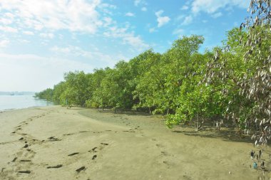 Mangrove Ormanı, Bakkhali Nehri boyunca Cox 's Bazar, Bangladeş' te gelgitte. Görüntü, parlak mavi gökyüzünün altında yoğun yeşil tuza dayanıklı ağaçlara doğru giden çıplak kumlu nehir kıyılarını gösteriyor..