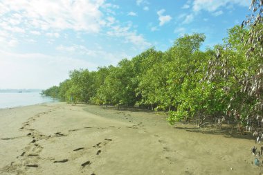 Mangrove Ormanı, Bakkhali Nehri boyunca Cox 's Bazar, Bangladeş' te gelgitte. Görüntü, parlak mavi gökyüzünün altında yoğun yeşil tuza dayanıklı ağaçlara doğru giden çıplak kumlu nehir kıyılarını gösteriyor..