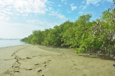 Cox 's Bazar, Bangladeş' teki Bakkhali Nehri 'ni çevreleyen yemyeşil bir mangrov ormanının geniş açılı görüntüsü. Yoğun yeşillik içeren sakin tropikal manzara, durgun nehir suyu, ve gelgitte yumuşak bulutlarla dolu açık mavi bir gökyüzü..