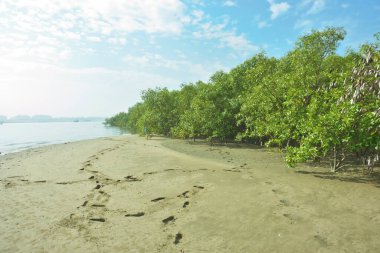 Cox 's Bazar, Bangladeş' teki Bakkhali Nehri 'ni çevreleyen yemyeşil bir mangrov ormanının geniş açılı görüntüsü. Yoğun yeşillik içeren sakin tropikal manzara, durgun nehir suyu, ve gelgitte yumuşak bulutlarla dolu açık mavi bir gökyüzü..