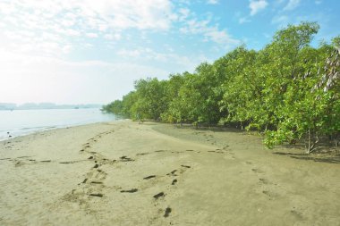 Cox 's Bazar, Bangladeş' teki Bakkhali Nehri 'ni çevreleyen yemyeşil bir mangrov ormanının geniş açılı görüntüsü. Yoğun yeşillik içeren sakin tropikal manzara, durgun nehir suyu, ve gelgitte yumuşak bulutlarla dolu açık mavi bir gökyüzü..