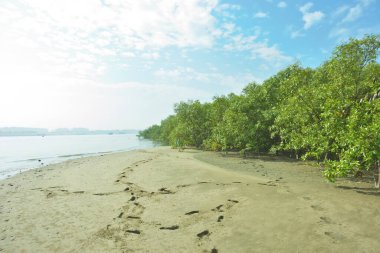 Cox 's Bazar, Bangladeş' teki Bakkhali Nehri 'ni çevreleyen yemyeşil bir mangrov ormanının geniş açılı görüntüsü. Yoğun yeşillik içeren sakin tropikal manzara, durgun nehir suyu, ve gelgitte yumuşak bulutlarla dolu açık mavi bir gökyüzü..