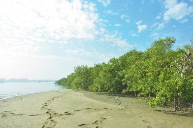 Cox 's Bazar, Bangladeş' teki Bakkhali Nehri 'ni çevreleyen yemyeşil bir mangrov ormanının geniş açılı görüntüsü. Yoğun yeşillik içeren sakin tropikal manzara, durgun nehir suyu, ve gelgitte yumuşak bulutlarla dolu açık mavi bir gökyüzü..