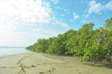 Mangrove Ormanı, Bakkhali Nehri boyunca Cox 's Bazar, Bangladeş' te gelgitte. Görüntü, parlak mavi gökyüzünün altında yoğun yeşil tuza dayanıklı ağaçlara doğru giden çıplak kumlu nehir kıyılarını gösteriyor..