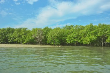 Bangladeş, Cox 's Bazar' daki Bakkhali Nehri boyunca uzanan yemyeşil mangrov ormanının manzarası. Parlak yeşil ağaçlar, açık mavi gökyüzünün altındaki yüksek gelgit sırasında tropikal su yolu boyunca eşsiz bir kıyı ekosistemi sergilerler..