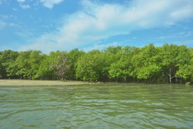 Bangladeş, Cox 's Bazar' daki Bakkhali Nehri boyunca yemyeşil mangrov ormanı. Berrak mavi gökyüzünün altında, yüksek gelgit sırasında sulara yansıyan yoğun tropikal ağaçların yer aldığı sakin kıyı manzarası..