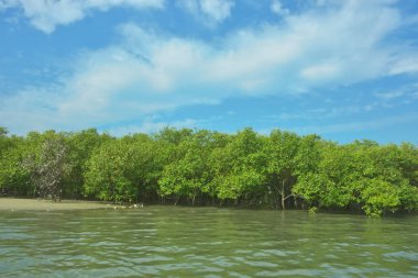 Bangladeş, Cox 's Bazar' daki Bakkhali Nehri boyunca yemyeşil mangrov ormanı. Berrak mavi gökyüzünün altında, yüksek gelgit sırasında sulara yansıyan yoğun tropikal ağaçların yer aldığı sakin kıyı manzarası..