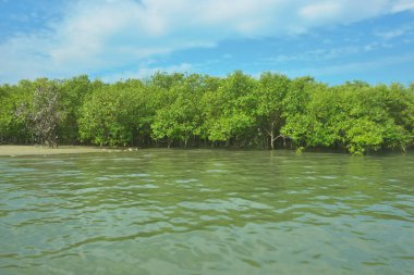 Bangladeş, Cox 's Bazar' daki Bakkhali Nehri boyunca yemyeşil mangrov ormanı. Berrak mavi gökyüzünün altında, yüksek gelgit sırasında sulara yansıyan yoğun tropikal ağaçların yer aldığı sakin kıyı manzarası..