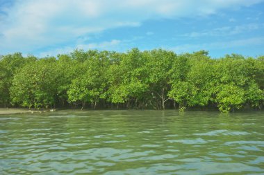 Bangladeş, Cox 's Bazar' daki Bakkhali Nehri boyunca yemyeşil mangrov ormanı. Berrak mavi gökyüzünün altında, yüksek gelgit sırasında sulara yansıyan yoğun tropikal ağaçların yer aldığı sakin kıyı manzarası..