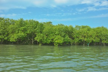 Bangladeş, Cox 's Bazar' daki Bakkhali Nehri boyunca yemyeşil mangrov ormanı. Berrak mavi gökyüzünün altında, yüksek gelgit sırasında sulara yansıyan yoğun tropikal ağaçların yer aldığı sakin kıyı manzarası..