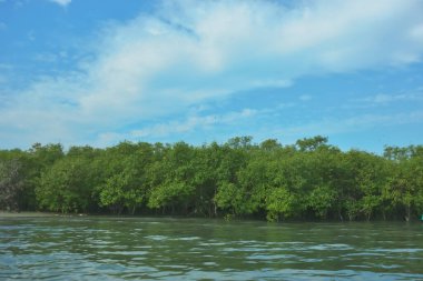 Bangladeş, Cox 's Bazar' daki Bakkhali Nehri boyunca yemyeşil mangrov ormanı. Berrak mavi gökyüzünün altında, yüksek gelgit sırasında sulara yansıyan yoğun tropikal ağaçların yer aldığı sakin kıyı manzarası..