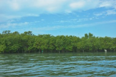 Bangladeş, Cox 's Bazar' daki Bakkhali Nehri boyunca yemyeşil mangrov ormanı. Berrak mavi gökyüzünün altında, yüksek gelgit sırasında sulara yansıyan yoğun tropikal ağaçların yer aldığı sakin kıyı manzarası..