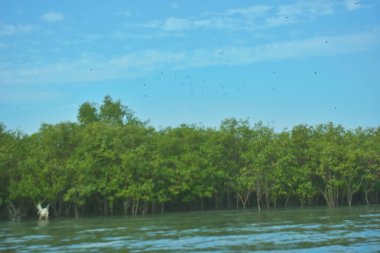 Bangladeş, Cox 's Bazar' daki Bakkhali Nehri boyunca yemyeşil mangrov ormanı. Berrak mavi gökyüzünün altında, yüksek gelgit sırasında sulara yansıyan yoğun tropikal ağaçların yer aldığı sakin kıyı manzarası..