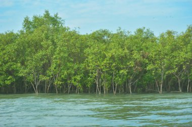 Bangladeş, Cox 's Bazar' daki Bakkhali Nehri boyunca yemyeşil mangrov ormanı. Berrak mavi gökyüzünün altında, yüksek gelgit sırasında sulara yansıyan yoğun tropikal ağaçların yer aldığı sakin kıyı manzarası..