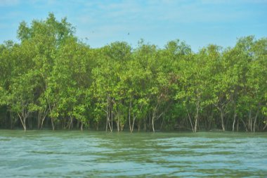 Bangladeş, Cox 's Bazar' daki Bakkhali Nehri boyunca yemyeşil mangrov ormanı. Berrak mavi gökyüzünün altında, yüksek gelgit sırasında sulara yansıyan yoğun tropikal ağaçların yer aldığı sakin kıyı manzarası..