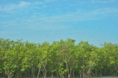 Bangladeş, Cox 's Bazar' daki Bakkhali Nehri boyunca yemyeşil mangrov ormanı. Berrak mavi gökyüzünün altında, yüksek gelgit sırasında sulara yansıyan yoğun tropikal ağaçların yer aldığı sakin kıyı manzarası..