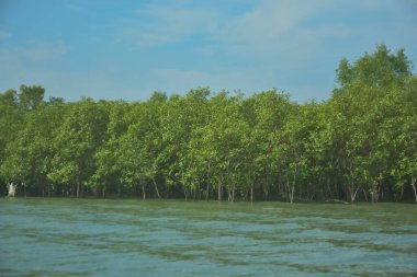 Bangladeş, Cox 's Bazar' daki Bakkhali Nehri boyunca yemyeşil mangrov ormanı. Berrak mavi gökyüzünün altında, yüksek gelgit sırasında sulara yansıyan yoğun tropikal ağaçların yer aldığı sakin kıyı manzarası..