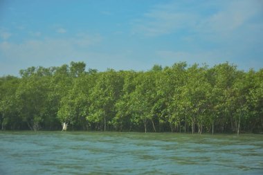 Bangladeş, Cox 's Bazar' daki Bakkhali Nehri boyunca yemyeşil mangrov ormanı. Berrak mavi gökyüzünün altında, yüksek gelgit sırasında sulara yansıyan yoğun tropikal ağaçların yer aldığı sakin kıyı manzarası..