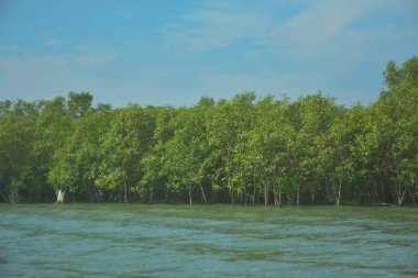 Bangladeş, Cox 's Bazar' daki Bakkhali Nehri boyunca yemyeşil mangrov ormanı. Berrak mavi gökyüzünün altında, yüksek gelgit sırasında sulara yansıyan yoğun tropikal ağaçların yer aldığı sakin kıyı manzarası..