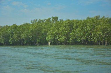 Bangladeş, Cox 's Bazar' daki Bakkhali Nehri boyunca yemyeşil mangrov ormanı. Berrak mavi gökyüzünün altında, yüksek gelgit sırasında sulara yansıyan yoğun tropikal ağaçların yer aldığı sakin kıyı manzarası..