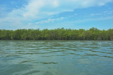 Bangladeş, Cox 's Bazar' daki Bakkhali Nehri boyunca yemyeşil mangrov ormanı. Berrak mavi gökyüzünün altında, yüksek gelgit sırasında sulara yansıyan yoğun tropikal ağaçların yer aldığı sakin kıyı manzarası..