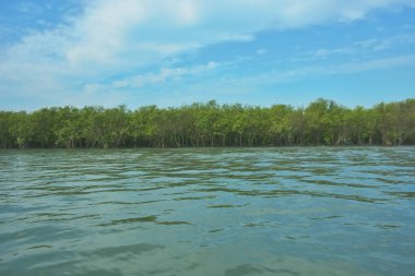 Bangladeş, Cox 's Bazar' daki Bakkhali Nehri boyunca yemyeşil mangrov ormanı. Berrak mavi gökyüzünün altında, yüksek gelgit sırasında sulara yansıyan yoğun tropikal ağaçların yer aldığı sakin kıyı manzarası..