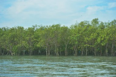Bangladeş, Cox 's Bazar' daki Bakkhali Nehri boyunca yemyeşil mangrov ormanı. Berrak mavi gökyüzünün altında, yüksek gelgit sırasında sulara yansıyan yoğun tropikal ağaçların yer aldığı sakin kıyı manzarası..