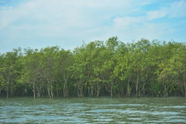 Bangladeş, Cox 's Bazar' daki Bakkhali Nehri boyunca yemyeşil mangrov ormanı. Berrak mavi gökyüzünün altında, yüksek gelgit sırasında sulara yansıyan yoğun tropikal ağaçların yer aldığı sakin kıyı manzarası..