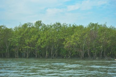 Bangladeş, Cox 's Bazar' daki Bakkhali Nehri boyunca yemyeşil mangrov ormanı. Berrak mavi gökyüzünün altında, yüksek gelgit sırasında sulara yansıyan yoğun tropikal ağaçların yer aldığı sakin kıyı manzarası..