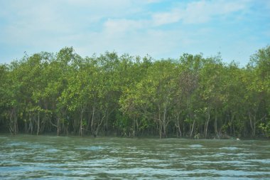 Bangladeş, Cox 's Bazar' daki Bakkhali Nehri boyunca yemyeşil mangrov ormanı. Berrak mavi gökyüzünün altında, yüksek gelgit sırasında sulara yansıyan yoğun tropikal ağaçların yer aldığı sakin kıyı manzarası..