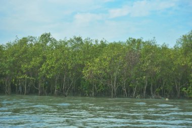 Bangladeş, Cox 's Bazar' daki Bakkhali Nehri boyunca yemyeşil mangrov ormanı. Berrak mavi gökyüzünün altında, yüksek gelgit sırasında sulara yansıyan yoğun tropikal ağaçların yer aldığı sakin kıyı manzarası..