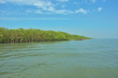 Bangladeş, Cox 's Bazar' daki Bakkhali Nehri boyunca yemyeşil mangrov ormanı. Berrak mavi gökyüzünün altında, yüksek gelgit sırasında sulara yansıyan yoğun tropikal ağaçların yer aldığı sakin kıyı manzarası..