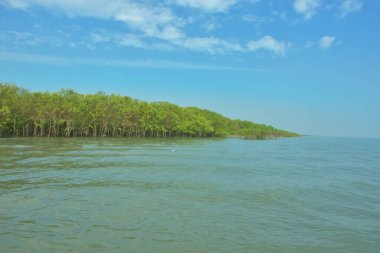 Bangladeş, Cox 's Bazar' daki Bakkhali Nehri boyunca yemyeşil mangrov ormanı. Berrak mavi gökyüzünün altında, yüksek gelgit sırasında sulara yansıyan yoğun tropikal ağaçların yer aldığı sakin kıyı manzarası..