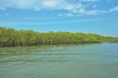 Bangladeş, Cox 's Bazar' daki Bakkhali Nehri boyunca yemyeşil mangrov ormanı. Berrak mavi gökyüzünün altında, yüksek gelgit sırasında sulara yansıyan yoğun tropikal ağaçların yer aldığı sakin kıyı manzarası..