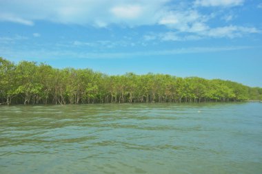 Bangladeş, Cox 's Bazar' daki Bakkhali Nehri boyunca yemyeşil mangrov ormanı. Berrak mavi gökyüzünün altında, yüksek gelgit sırasında sulara yansıyan yoğun tropikal ağaçların yer aldığı sakin kıyı manzarası..