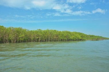 Bangladeş, Cox 's Bazar' daki Bakkhali Nehri boyunca yemyeşil mangrov ormanı. Berrak mavi gökyüzünün altında, yüksek gelgit sırasında sulara yansıyan yoğun tropikal ağaçların yer aldığı sakin kıyı manzarası..
