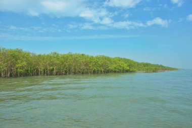 Bangladeş, Cox 's Bazar' daki Bakkhali Nehri boyunca yemyeşil mangrov ormanı. Berrak mavi gökyüzünün altında, yüksek gelgit sırasında sulara yansıyan yoğun tropikal ağaçların yer aldığı sakin kıyı manzarası..