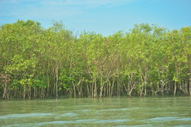 Bangladeş, Cox 's Bazar' daki Bakkhali Nehri boyunca yemyeşil mangrov ormanı. Berrak mavi gökyüzünün altında, yüksek gelgit sırasında sulara yansıyan yoğun tropikal ağaçların yer aldığı sakin kıyı manzarası..