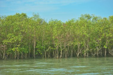 Bangladeş, Cox 's Bazar' daki Bakkhali Nehri boyunca yemyeşil mangrov ormanı. Berrak mavi gökyüzünün altında, yüksek gelgit sırasında sulara yansıyan yoğun tropikal ağaçların yer aldığı sakin kıyı manzarası..