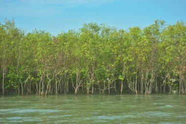 Bangladeş, Cox 's Bazar' daki Bakkhali Nehri boyunca yemyeşil mangrov ormanı. Berrak mavi gökyüzünün altında, yüksek gelgit sırasında sulara yansıyan yoğun tropikal ağaçların yer aldığı sakin kıyı manzarası..
