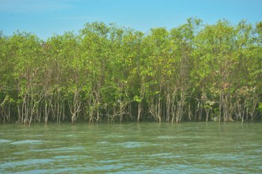 Bangladeş, Cox 's Bazar' daki Bakkhali Nehri boyunca yemyeşil mangrov ormanı. Berrak mavi gökyüzünün altında, yüksek gelgit sırasında sulara yansıyan yoğun tropikal ağaçların yer aldığı sakin kıyı manzarası..