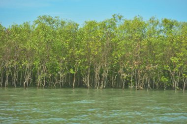 Bangladeş, Cox 's Bazar' daki Bakkhali Nehri boyunca yemyeşil mangrov ormanı. Berrak mavi gökyüzünün altında, yüksek gelgit sırasında sulara yansıyan yoğun tropikal ağaçların yer aldığı sakin kıyı manzarası..