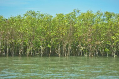 Bangladeş, Cox 's Bazar' daki Bakkhali Nehri boyunca yemyeşil mangrov ormanı. Berrak mavi gökyüzünün altında, yüksek gelgit sırasında sulara yansıyan yoğun tropikal ağaçların yer aldığı sakin kıyı manzarası..